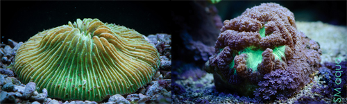 Corals1